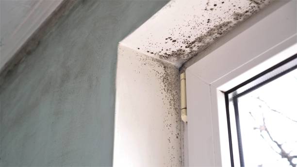 Best Certified Mold Removal  in North Enid, OK