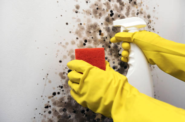 Best Commercial Mold Removal  in North Enid, OK