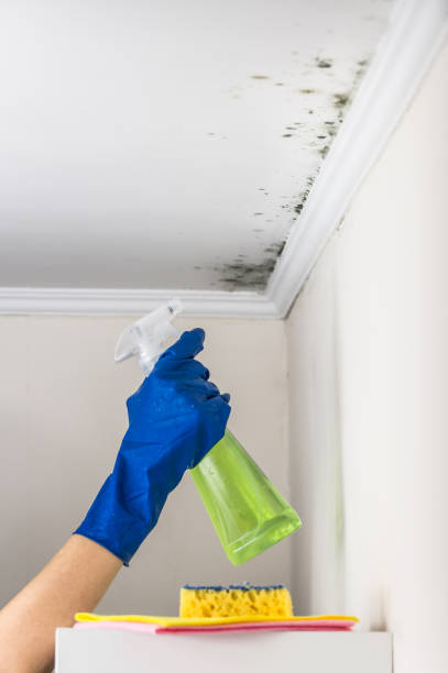 Best Attic Mold Removal  in North Enid, OK